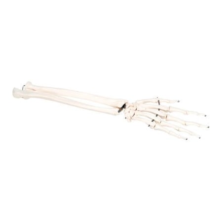 Fabrication Enterprises 3B Anatomical Model - Loose Bones, Hand Skeleton with Ulna and Radius, Left 12-4581L